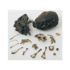CANADA ONLY - 10 Medium Owl Pellets - Includes Shipping