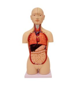 HUMAN TORSO MINI-25 CM HEIGHT - Cat# B-14-901