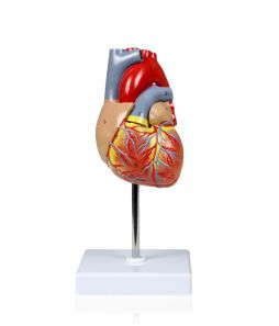 Heart Model