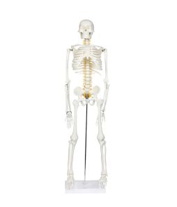HUMAN SKELETON 85 CM W/ METAL STAND