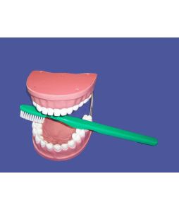 Dental Model w/ Giant Brush-B-15-013