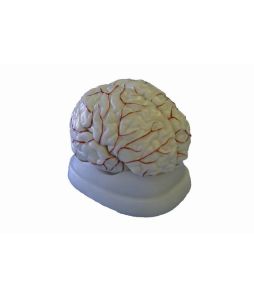 Human Brain Model with Arteries 