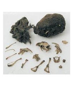 Premium Owl Pellets - LARGE - each - Cat# B-14-410 