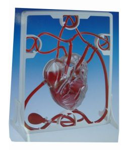 Pumping Heart