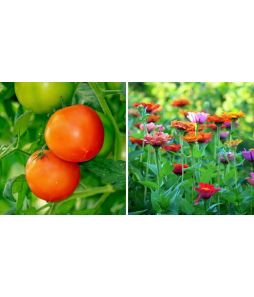Assorted Seeds - Vegetable & Flower - Cat # 83-54-7031