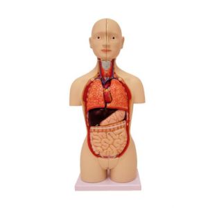 HUMAN TORSO MINI-25 CM HEIGHT - Cat# B-14-901