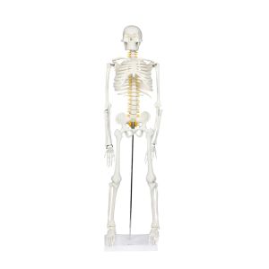 HUMAN SKELETON 85 CM W/ METAL STAND