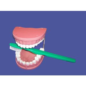 Dental Model w/ Giant Brush-B-15-013