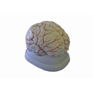 Human Brain Model with Arteries 