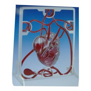 Pumping Heart
